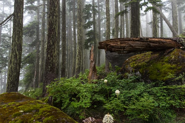 How Broad AI Adoption Fails